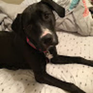 Meet your Posher, 1miranda